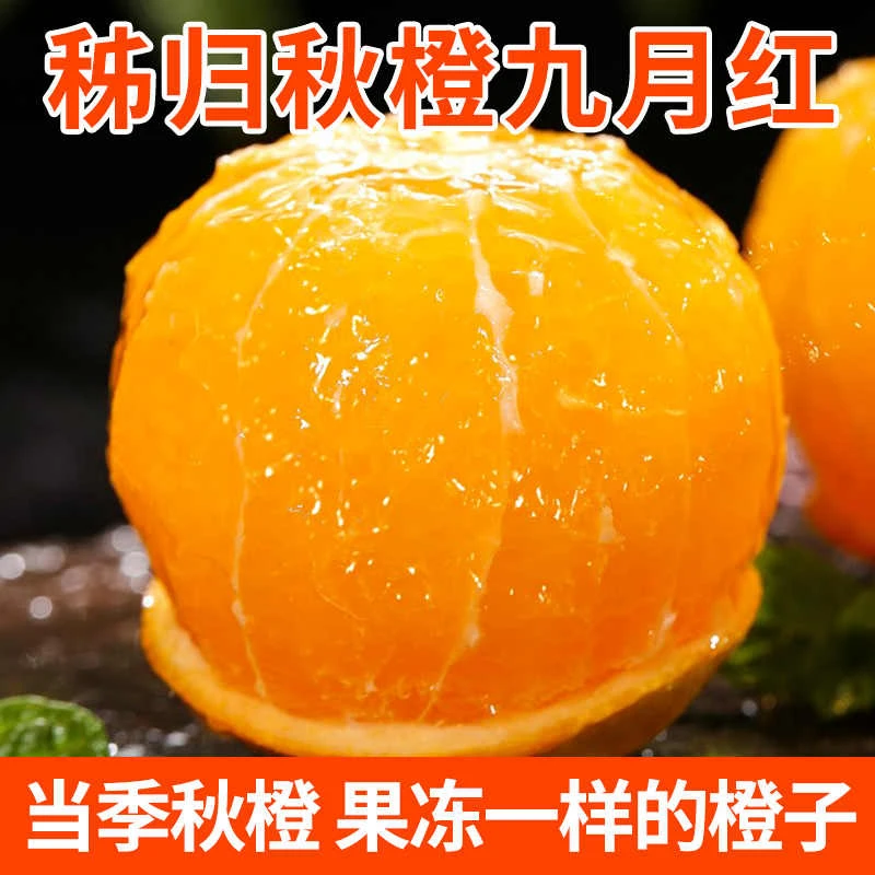 湖北秭归九月红果冻橙多汁化渣新鲜果园现摘直发精品九月红橙子