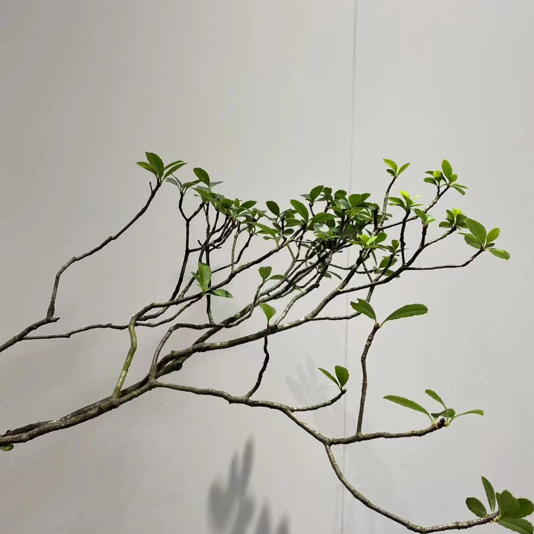 海岛春花 龙船花 黑骨茶，山格木 雀梅