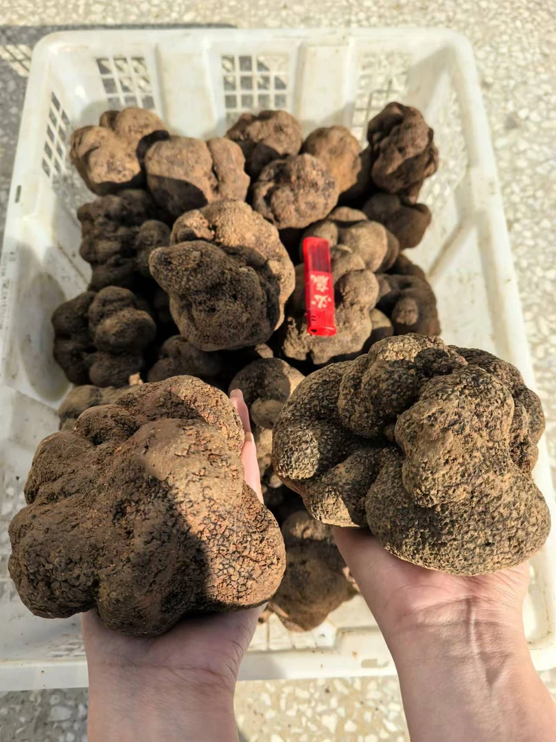 【新鲜黑松露】精品全黑成熟黑松露东北土特产猪拱菌块菌现挖山珍