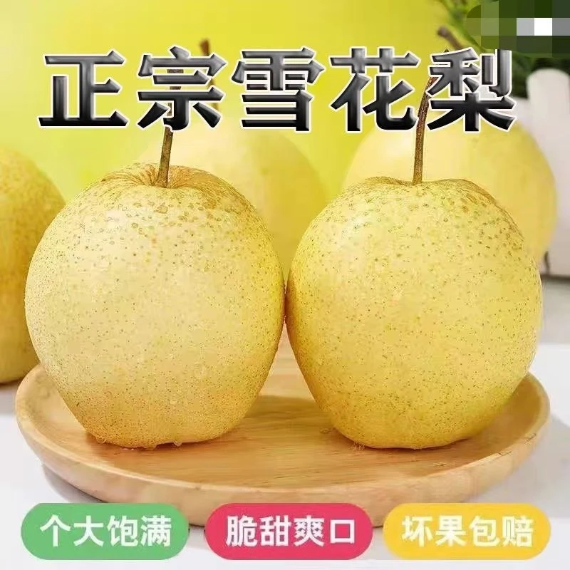 【炖梨汤秋梨膏】百年古树大雪梨果园直发新鲜水果包邮