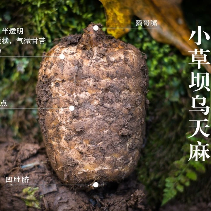 正宗昭通新鲜小草坝高山乌天麻林下产地现挖现发煲汤