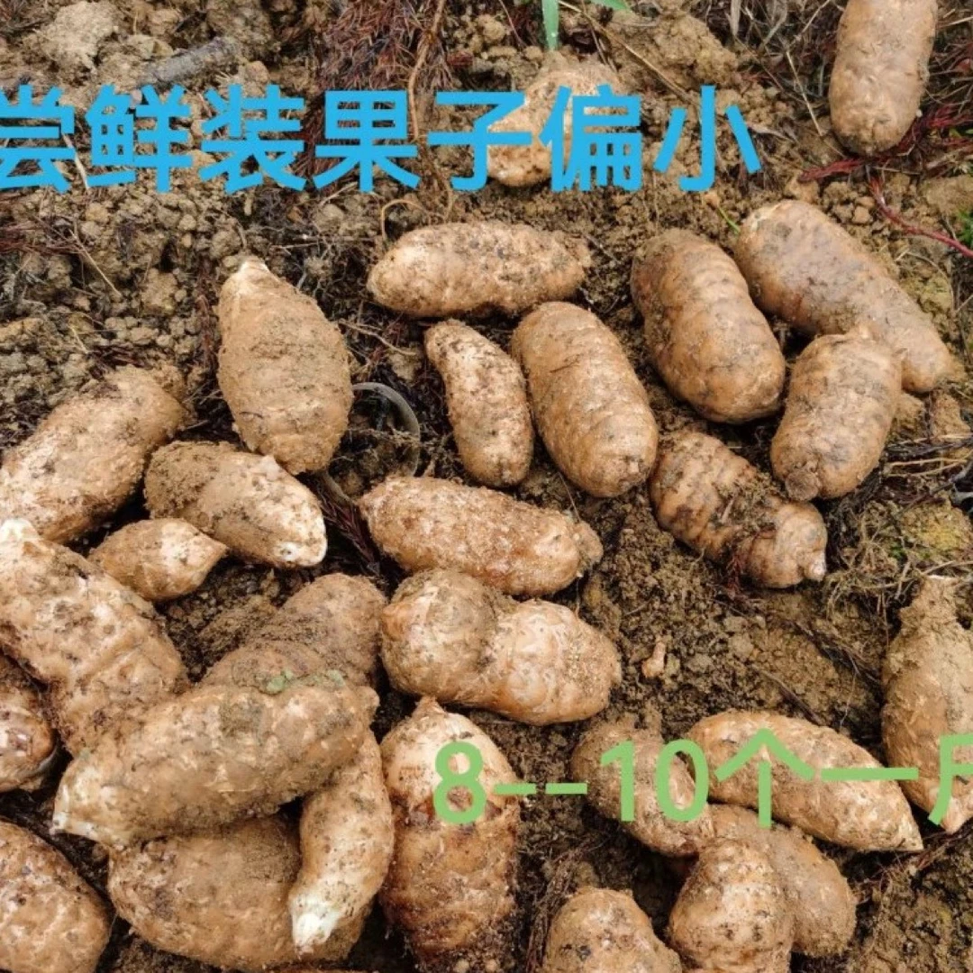 正宗云南昭通小草坝乌天麻林下防野种植三年成熟煲汤好吃