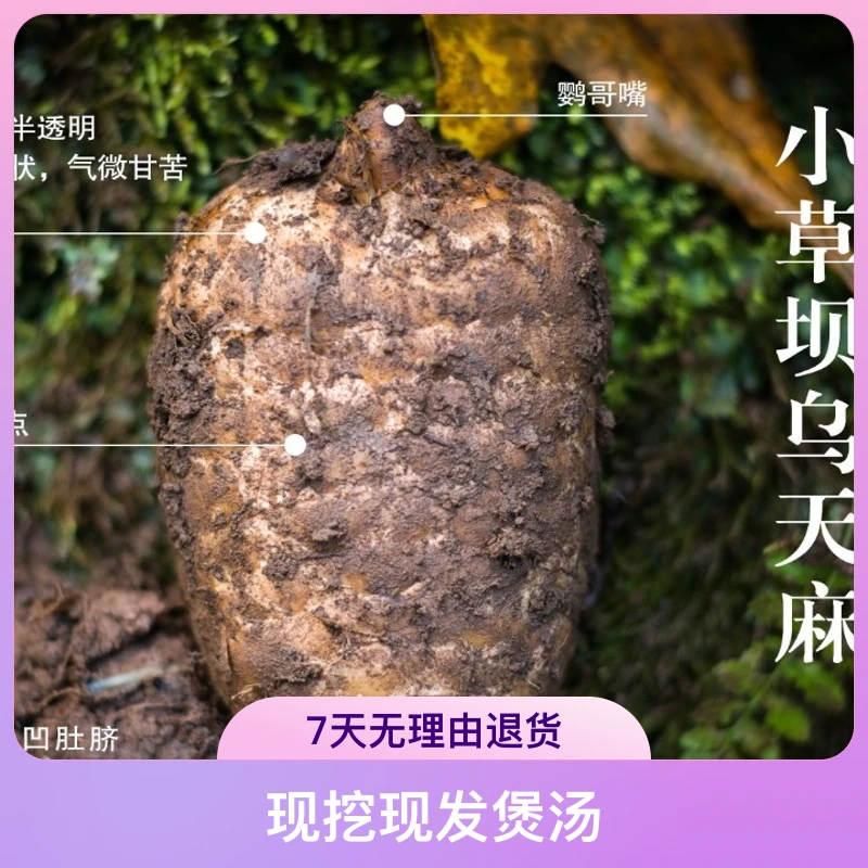 正宗小草坝林下人工仿野生种植天麻三年成熟煲汤好吃
