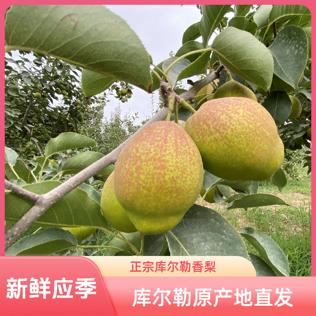 【5斤福利新疆直发】正宗新疆库尔勒香梨应季新鲜应季水果坏果包赔L