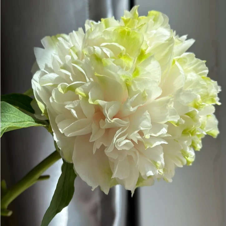 牡丹苗 【绿幕隐玉】  一物一拍 山东菏泽产地直发