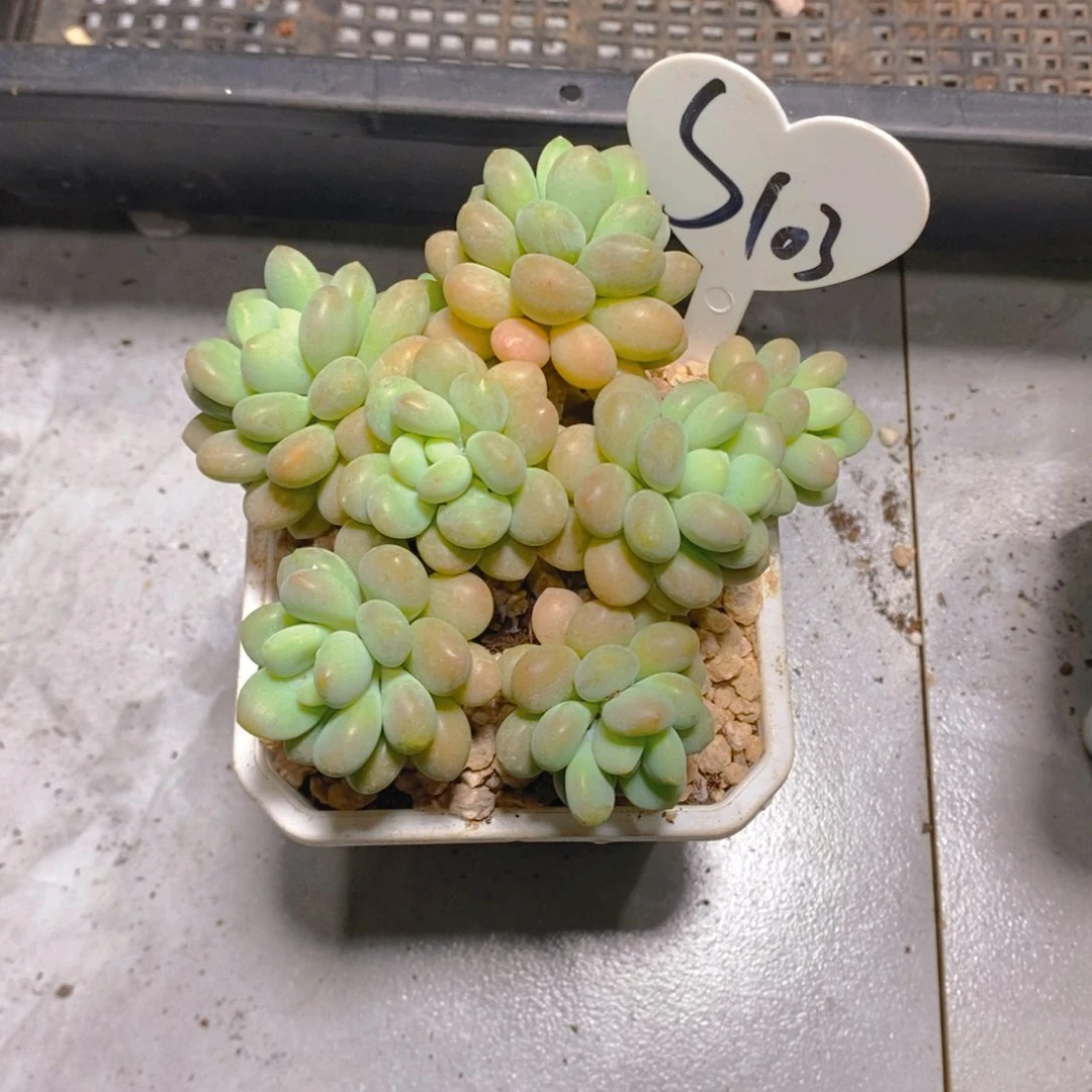 1**仙洛可可群多肉植物