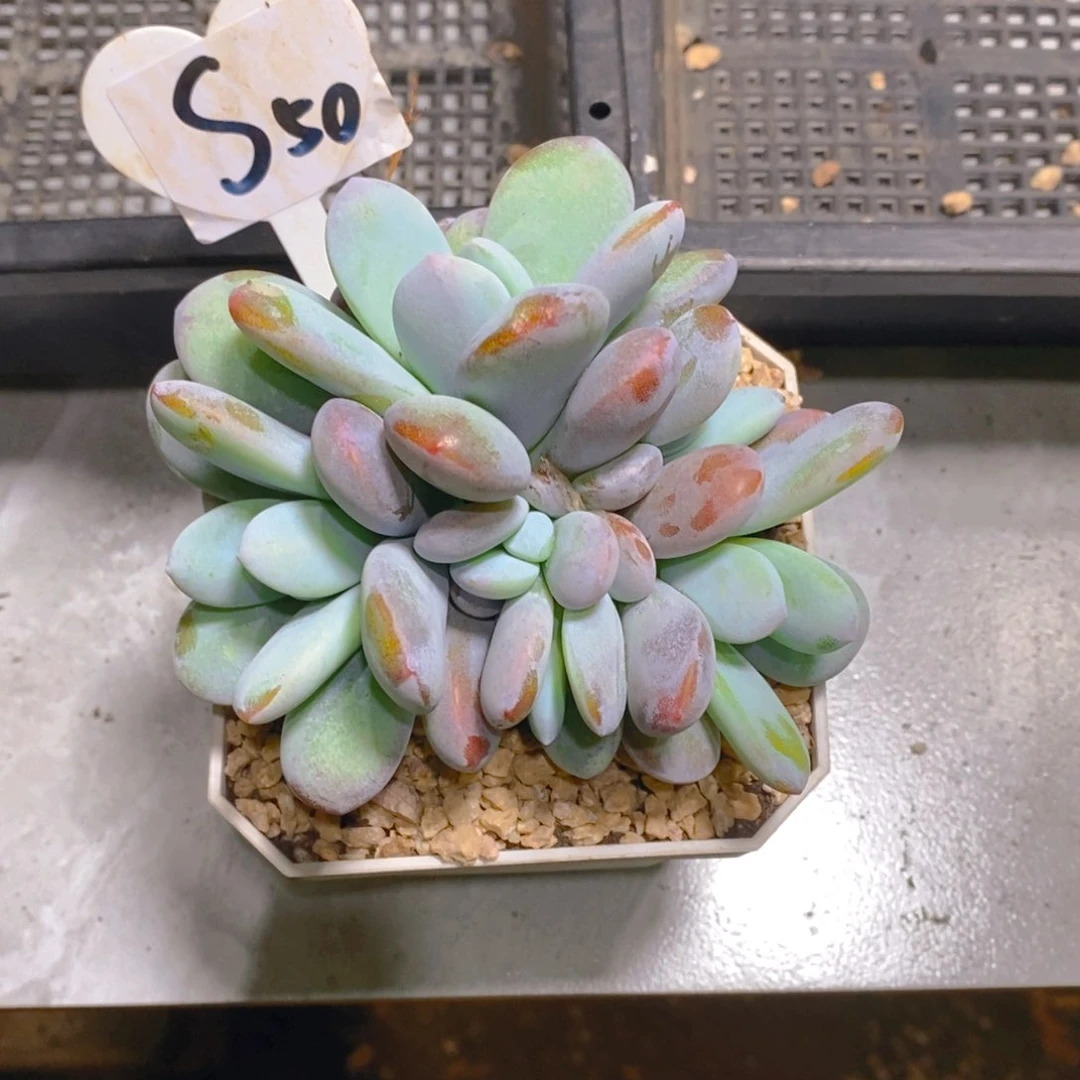 冰***9雪美人群生多肉植物