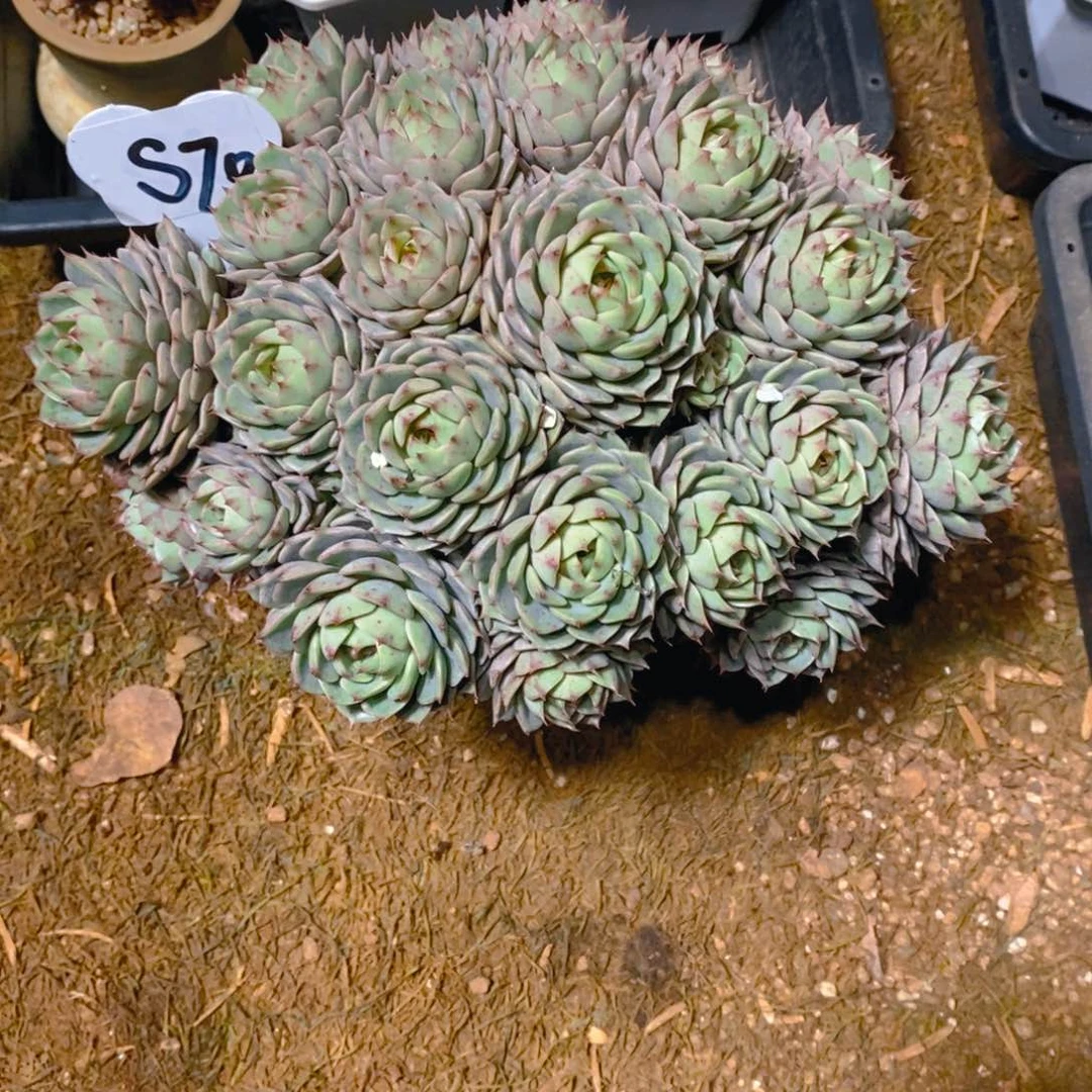 兜****糖苯巴蒂斯大手捧群老桩