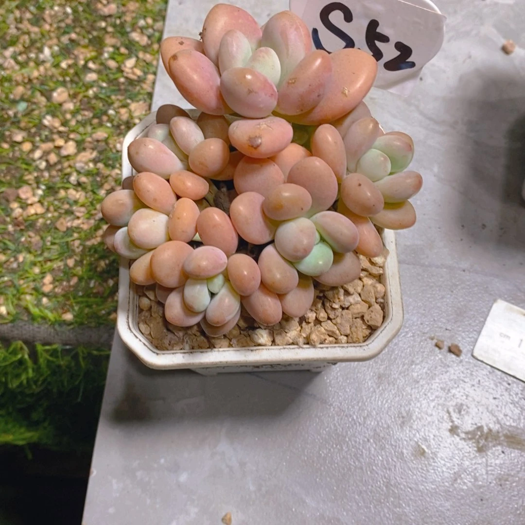 爱****子糖果红洛神群多肉植物