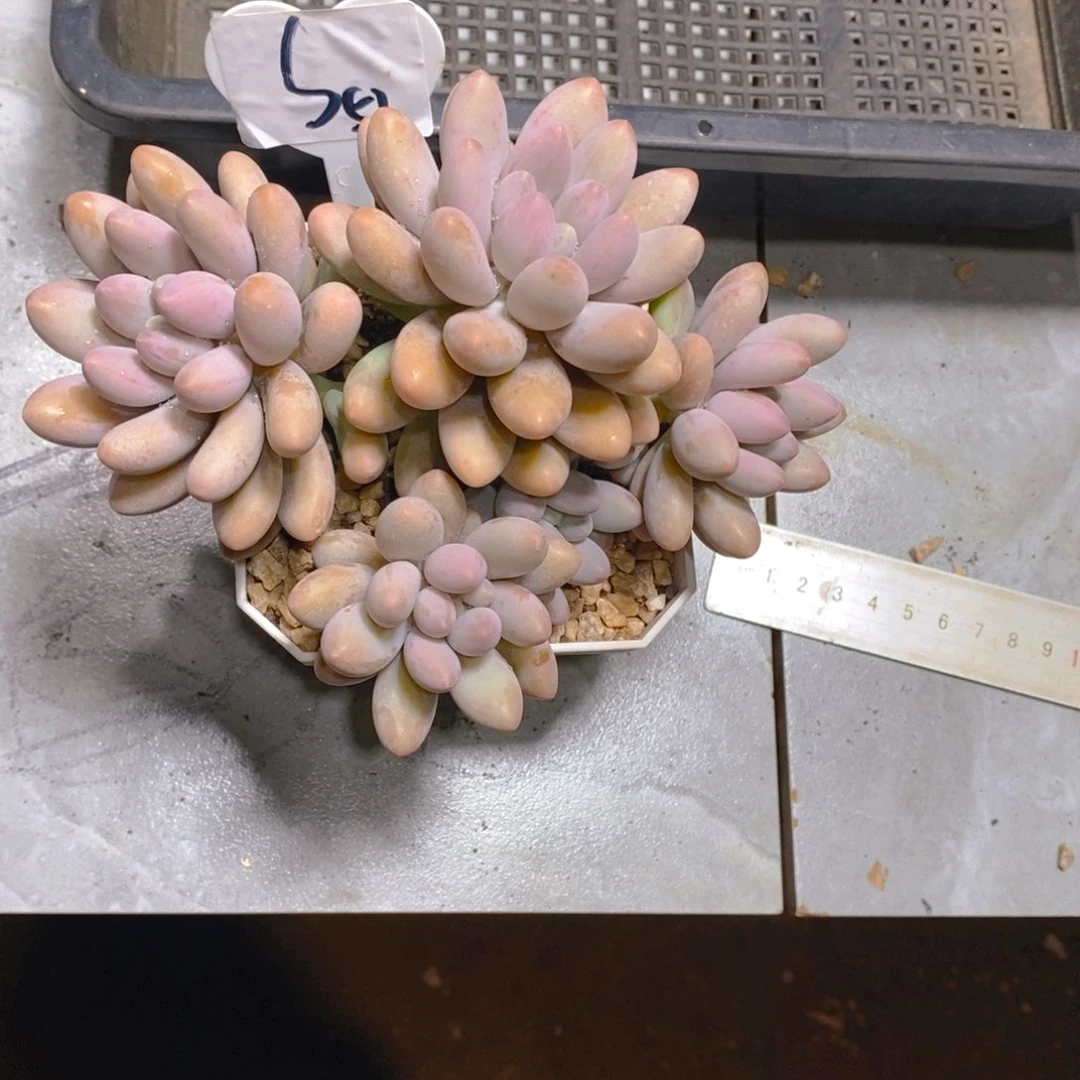 隔**猫粉色恋人群多肉植物