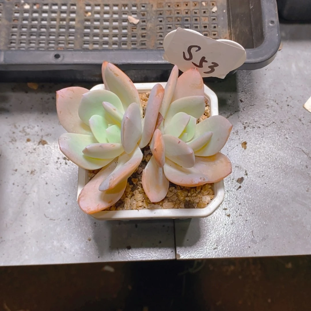 今****。奶茶双头多肉植物
