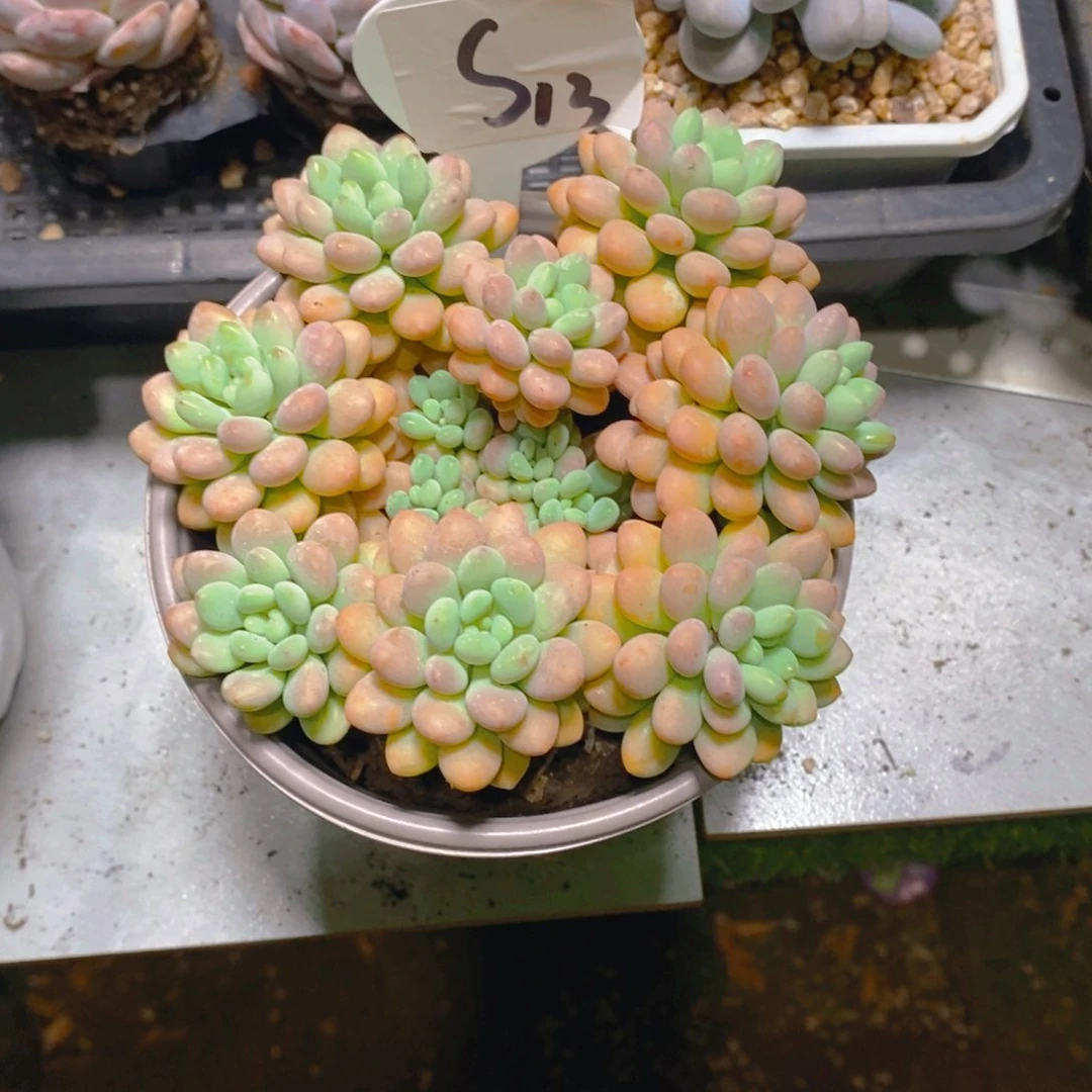 唐***肉洛可可群生多肉植物