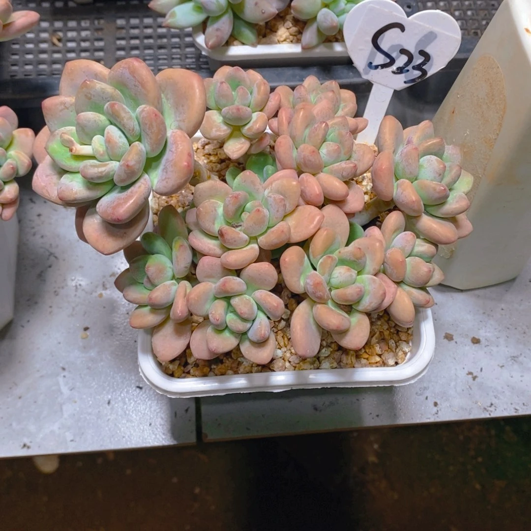 知**乐红洛神群多肉植物