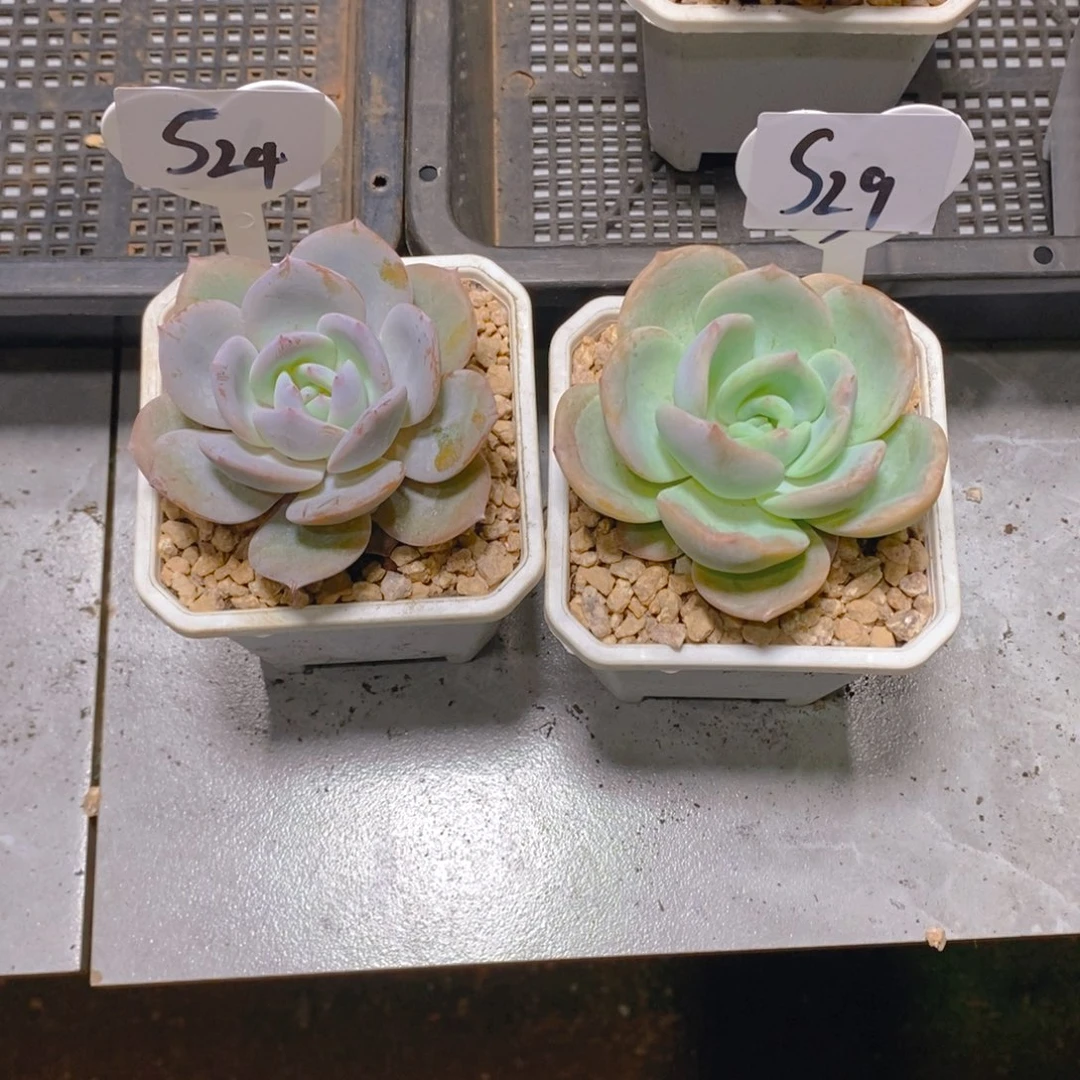 ?***?奶茶单头多肉植物