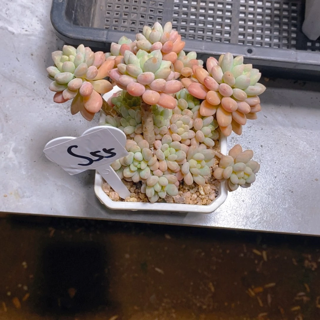 泡*?达芙妮群多肉植物