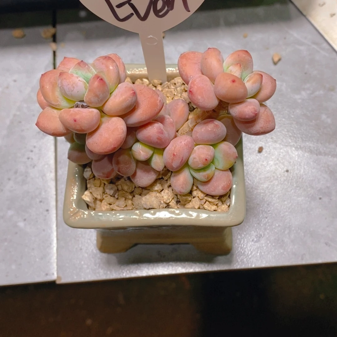 E****.红洛神群多肉植物