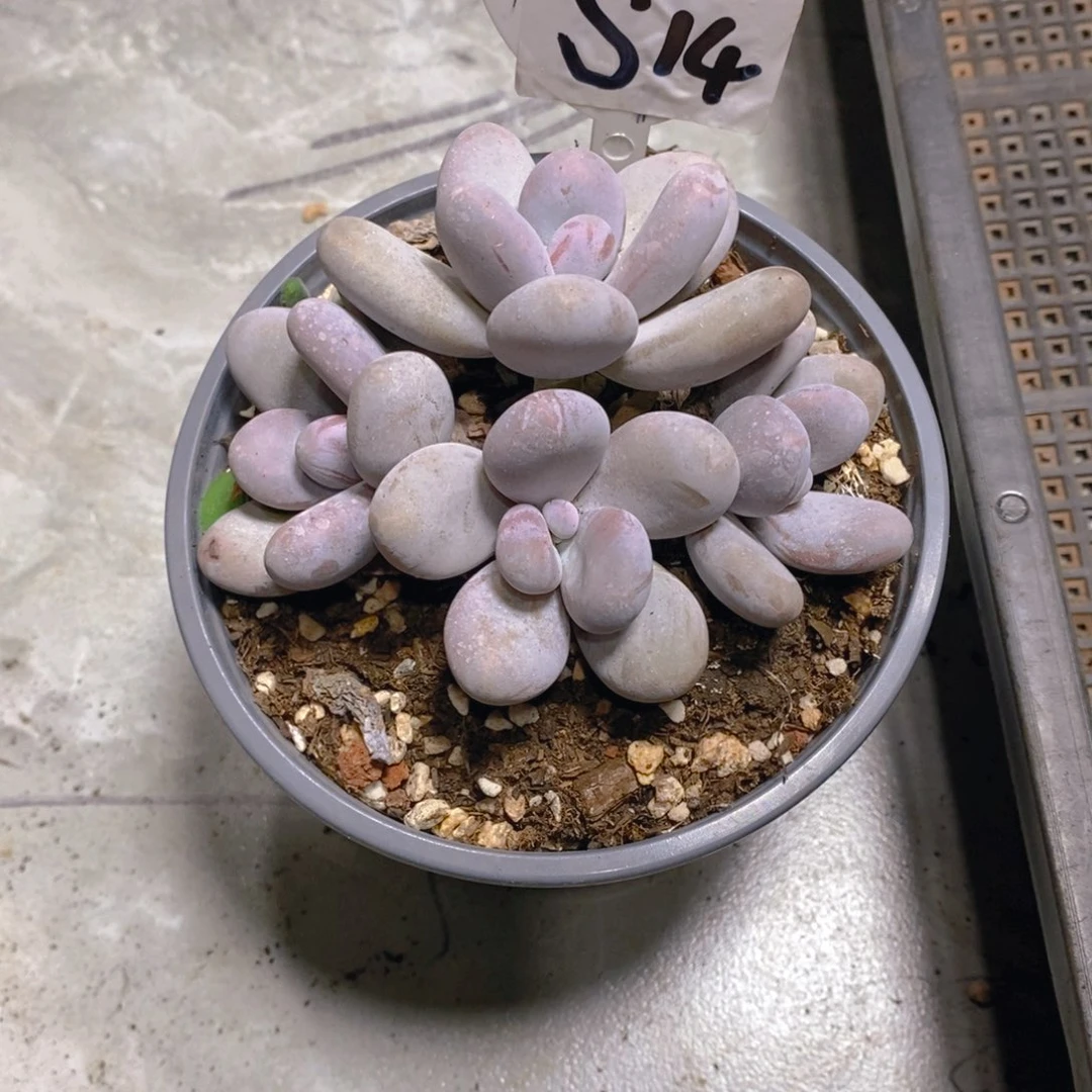 玖*奶酪群多肉植物