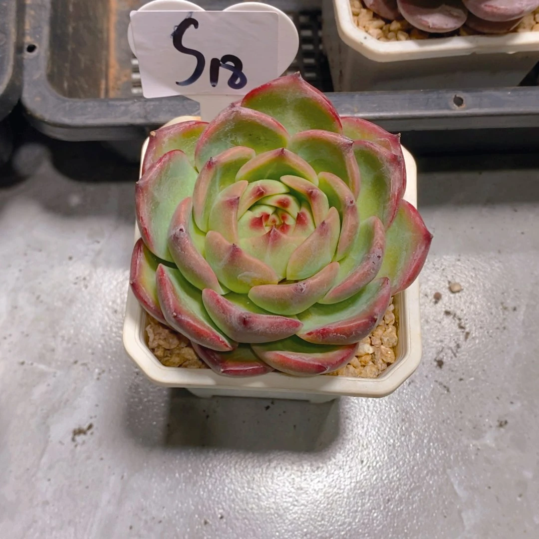 巧*蓝龙单头多肉植物