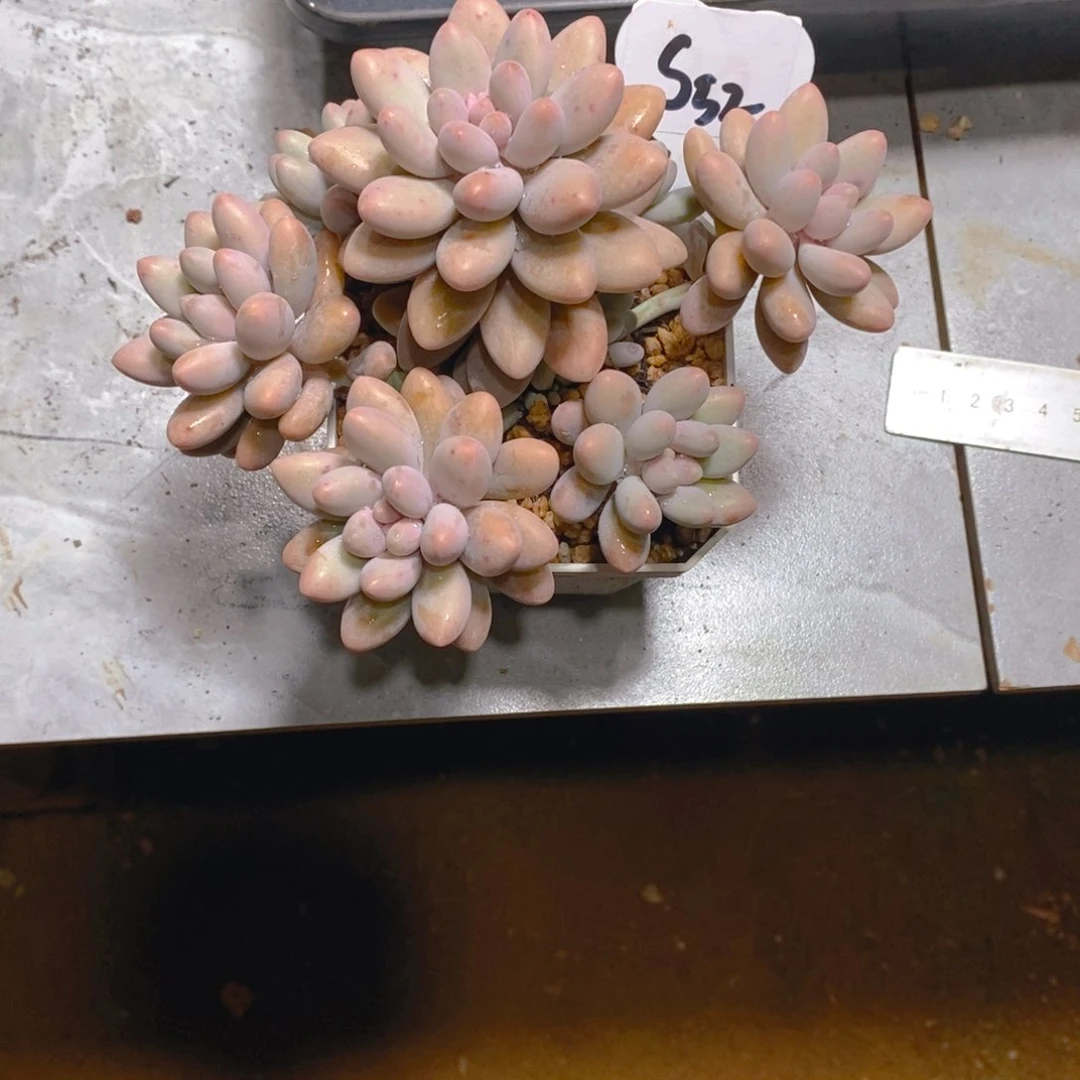 小*粉色恋人群多肉植物