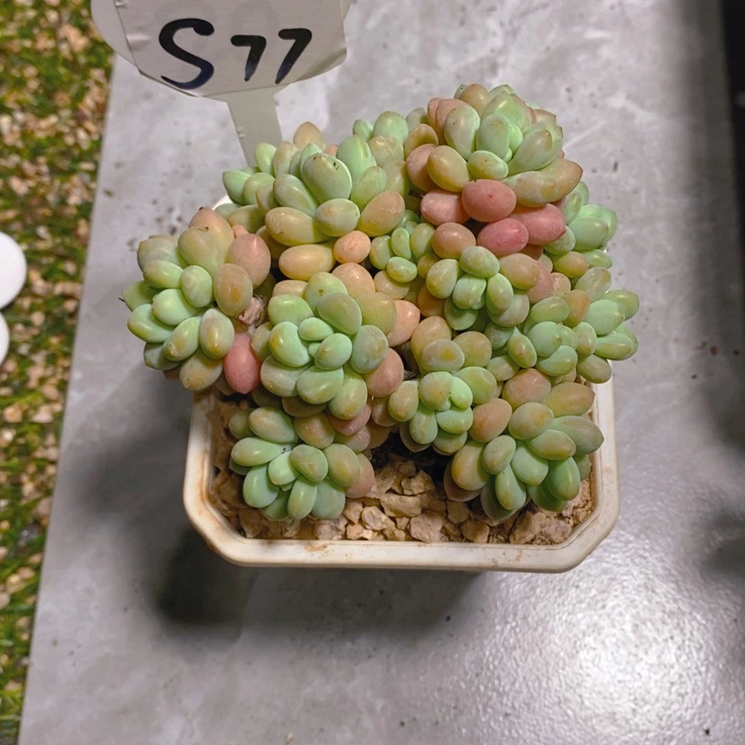 园**店洛可可群多肉植物