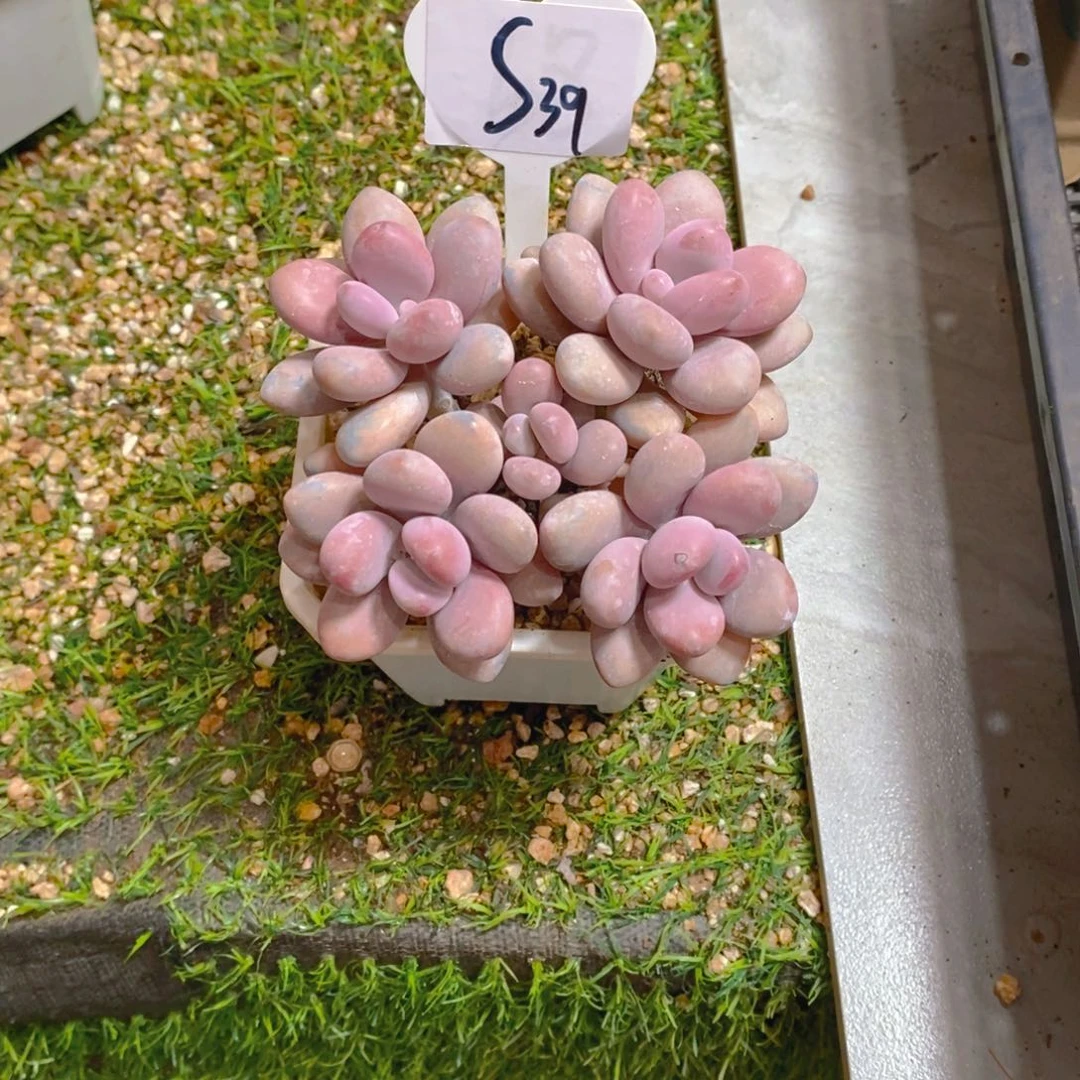 十**t桃蛋群多肉植物
