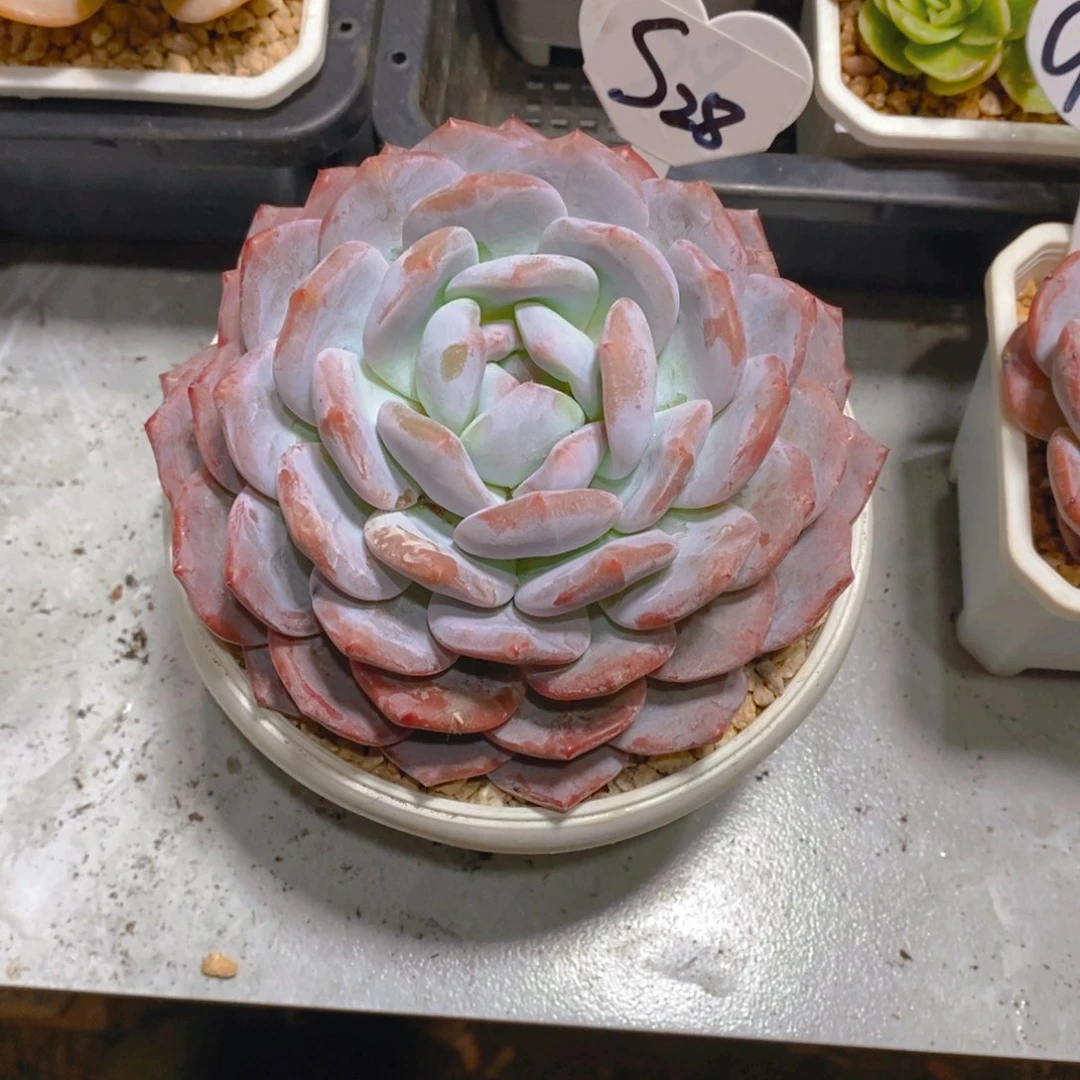 安*梦露大单头多肉植物