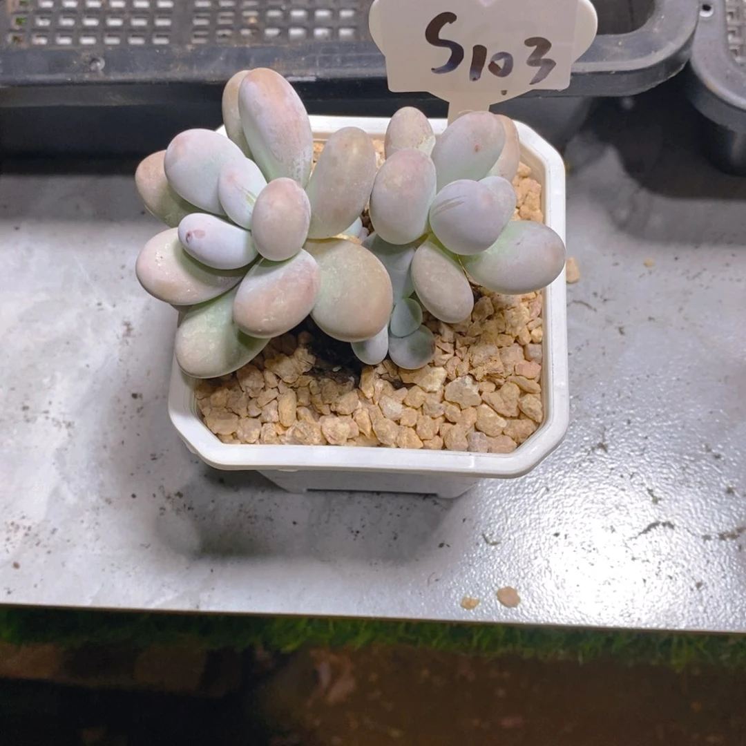 ～***～奶酪双头带崽