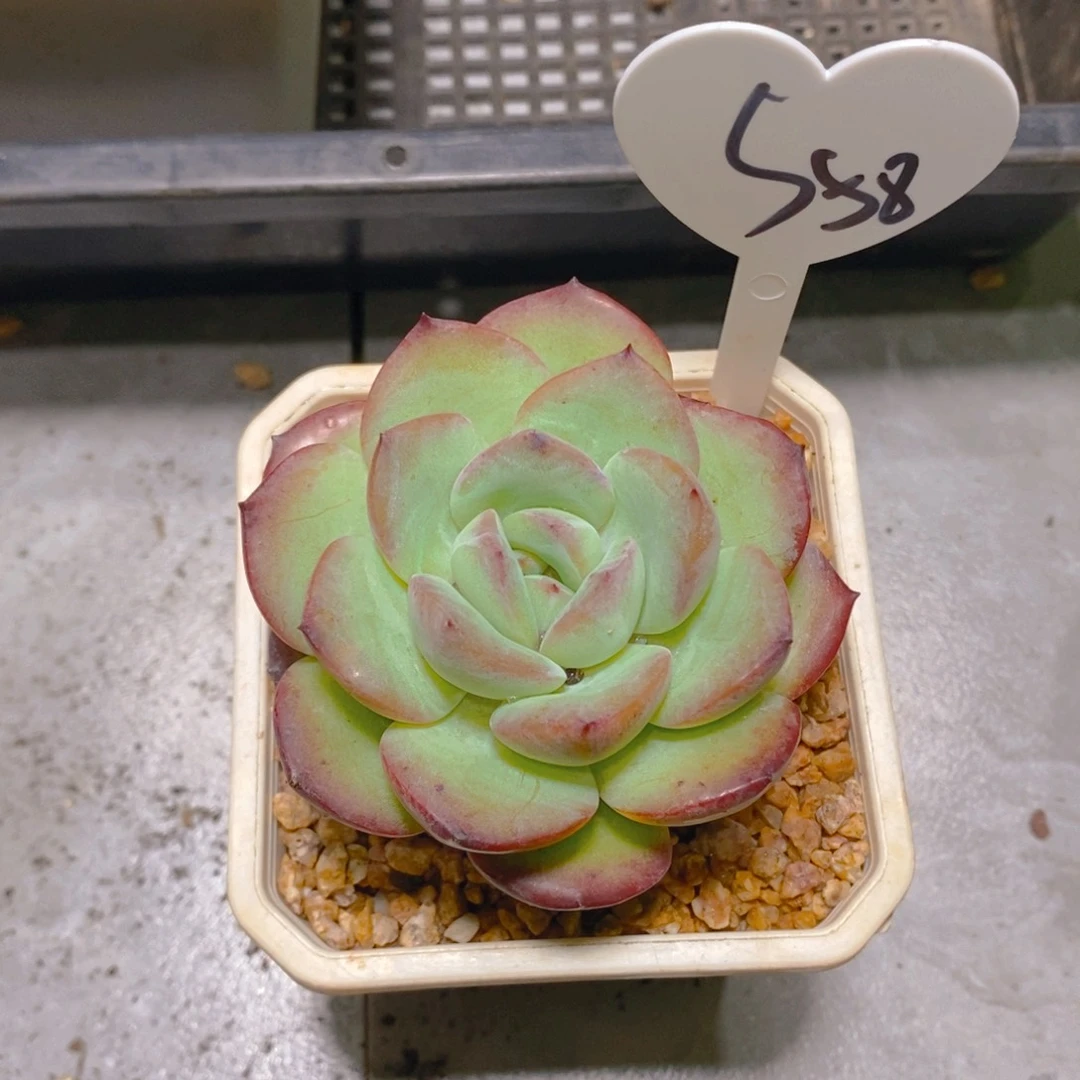 知**乐雪夜单头多肉植物