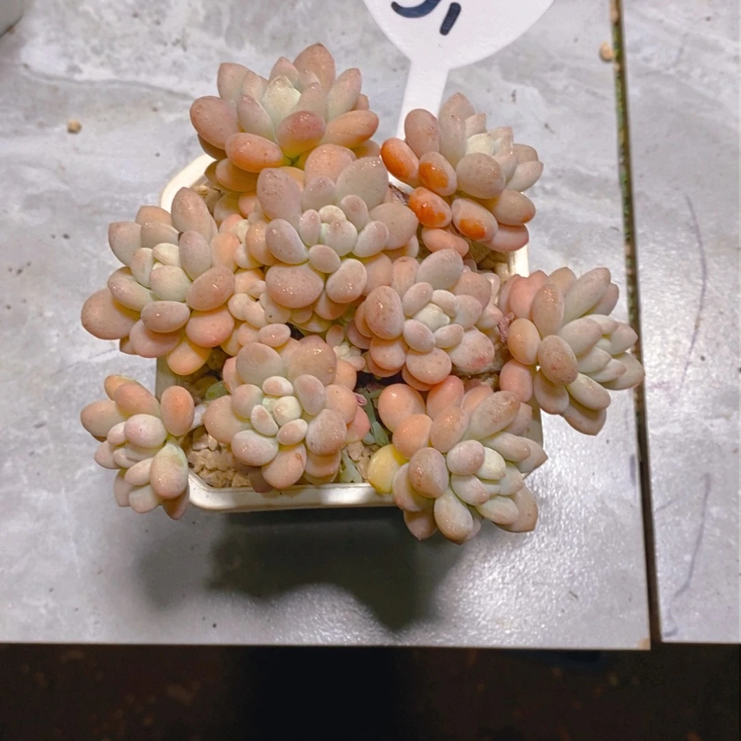 捕****景洛可可群多肉植物