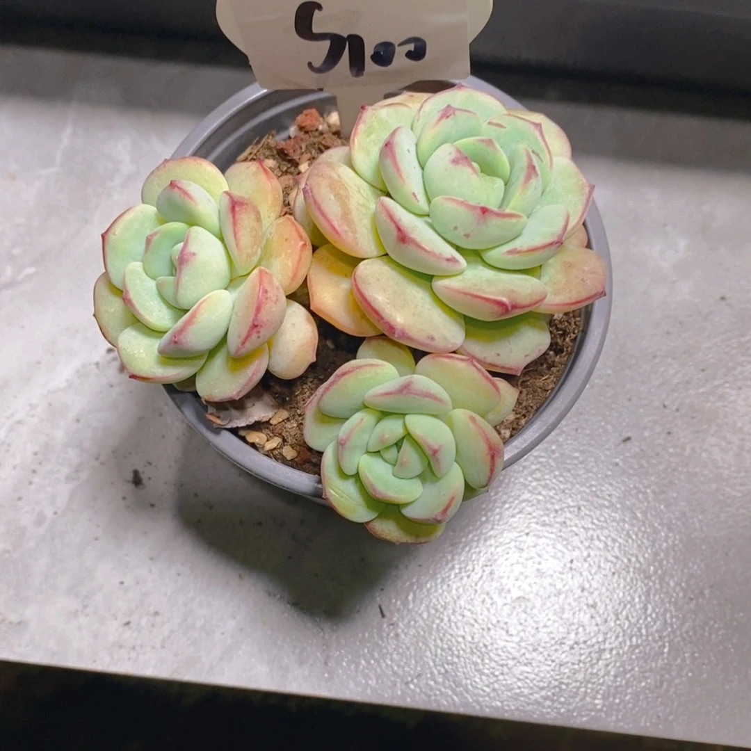 香****。香草群生多肉植物
