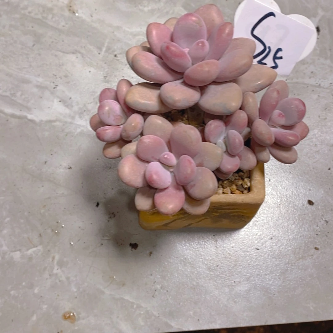 兔**?桃蛋群多肉植物