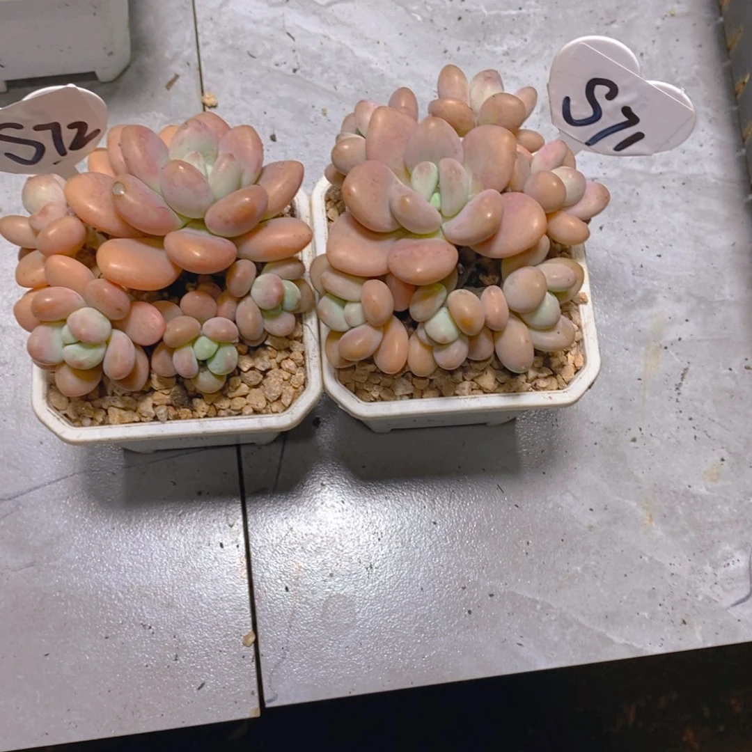 七****呛糖果红洛神群2颗