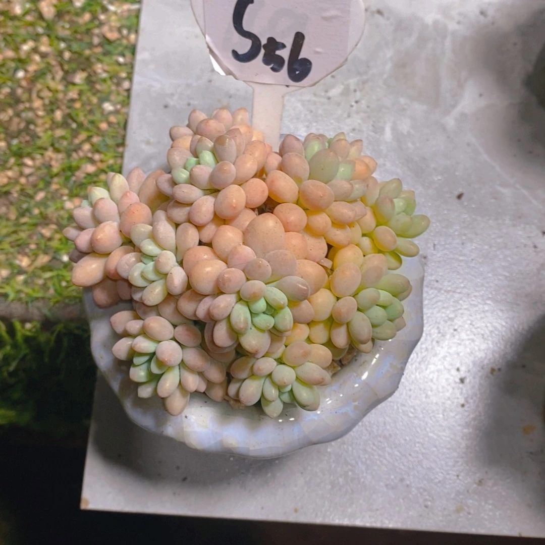 燕洛可可群多肉植物