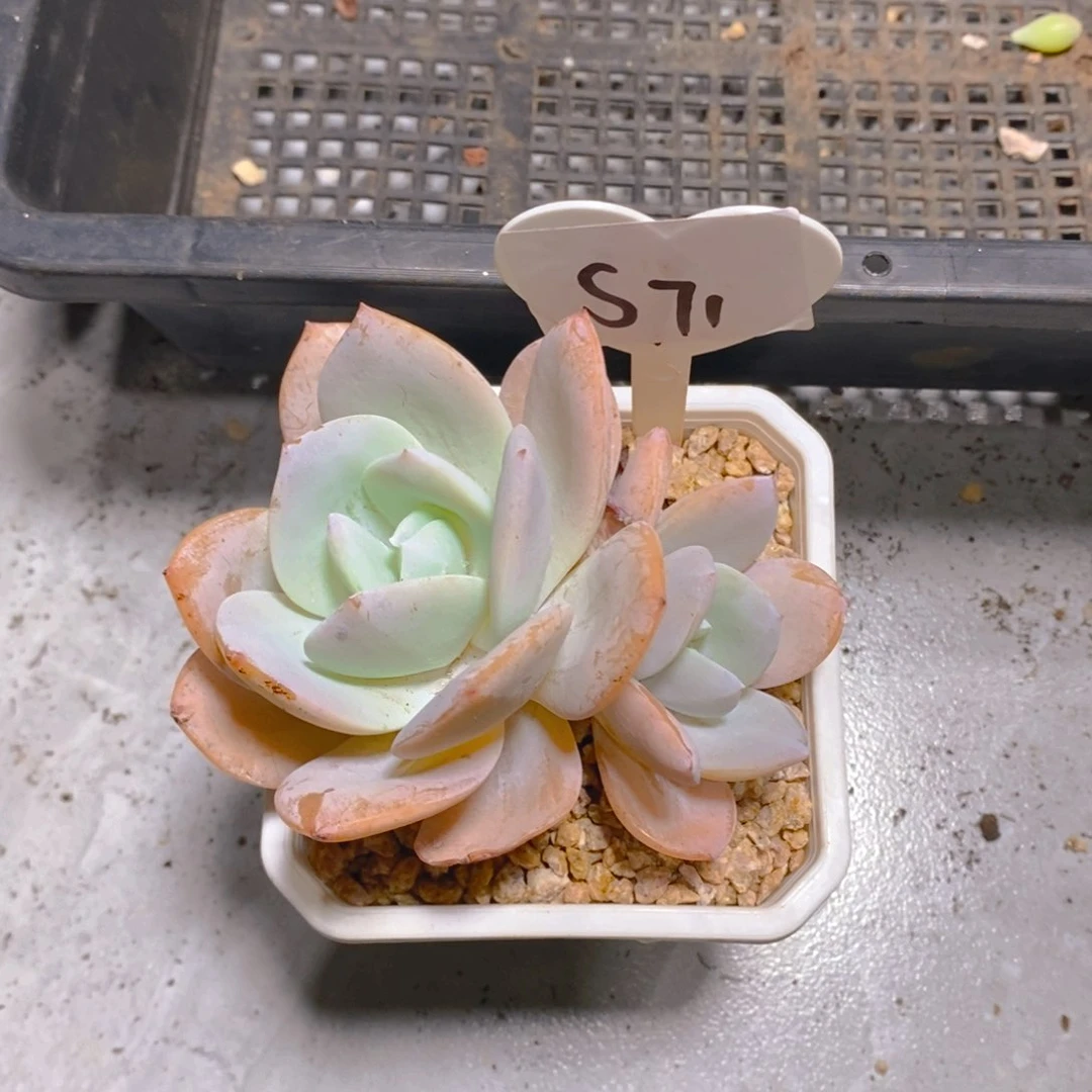1**仙奶茶双头多肉植物