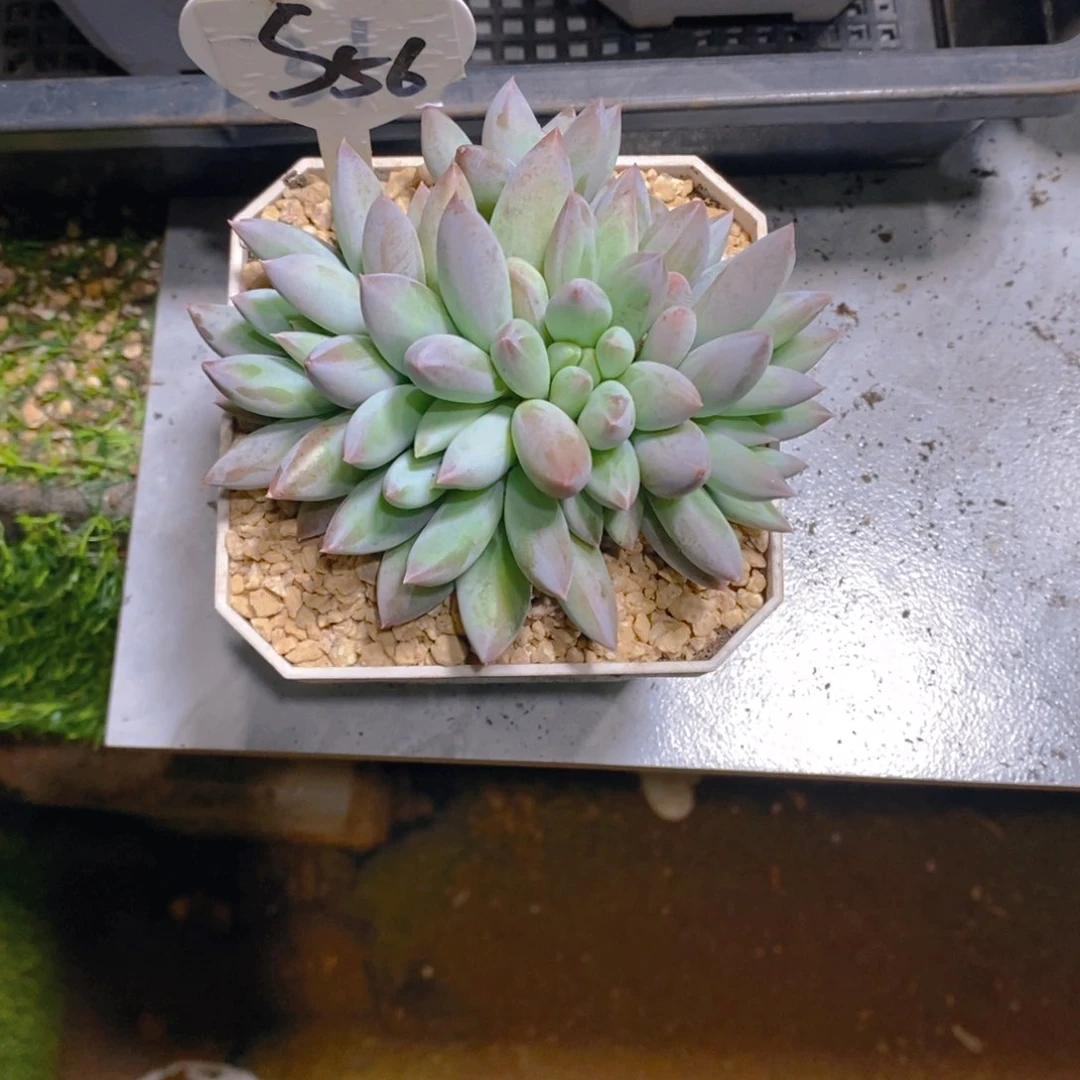 你****柔所罗门群有砍多肉植物