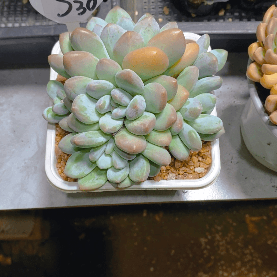 ?****?香水大群多肉植物