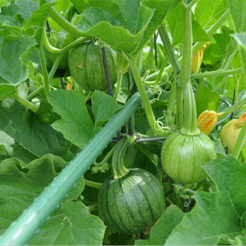 乡村农家种植生鲜葱蒜组合
