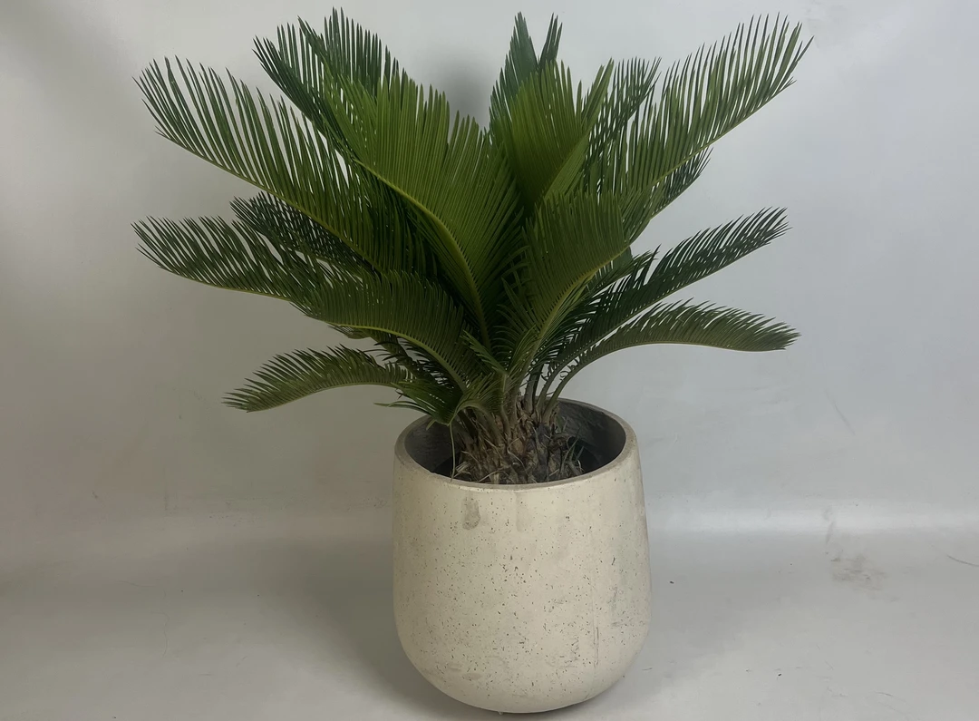 悦目精致版台湾红头苏铁办公茶几客厅摆放鲜活绿植美观净化空气