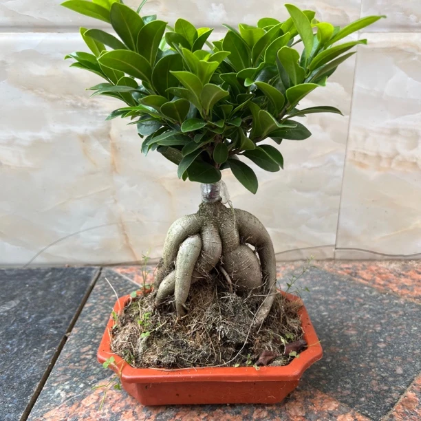 人参榕小叶榕树盆景室内阳台植物地瓜榕易养老桩四季造型盆栽绿植