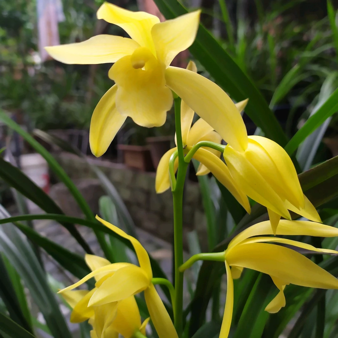黄金小神童兰花浓香悠长型花卉四季好养室内盆栽植物阳台大花惠兰