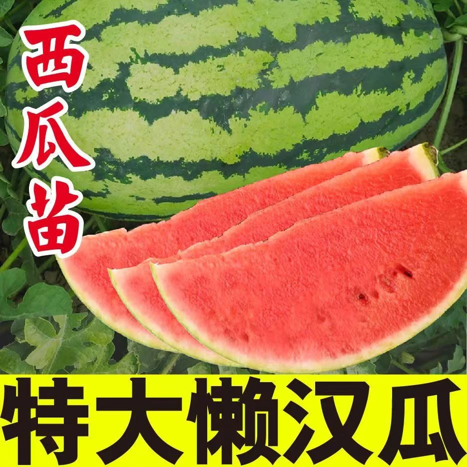 特大超大懒汉西瓜苗嫁接苗巨型西瓜带土发货无需授粉好种好活耐旱