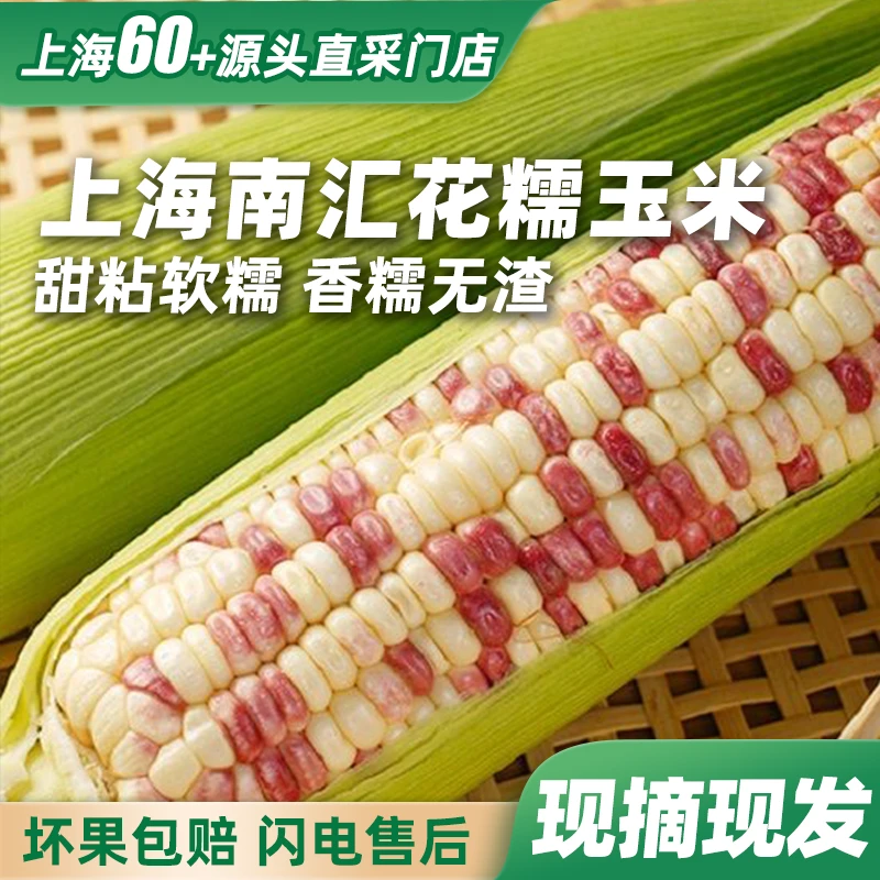 【农场直发】 南汇花糯玉米 软糯清香 鲜甜可口 带箱重5斤-5.5斤 8-10根装