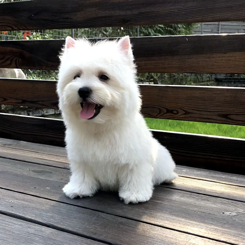 （非全款）京秦犬业西高地小狗—门店预约自提拍付非全款链接
