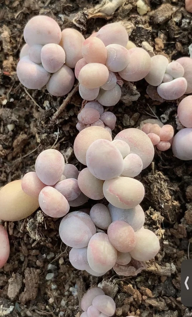 奶酪群多肉  直播间展示为准