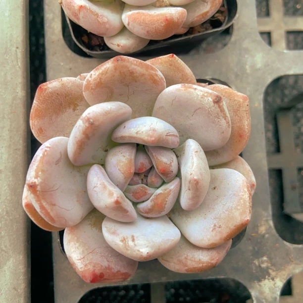 精品奶橙多肉  满25元包邮 （直播间展示为准）