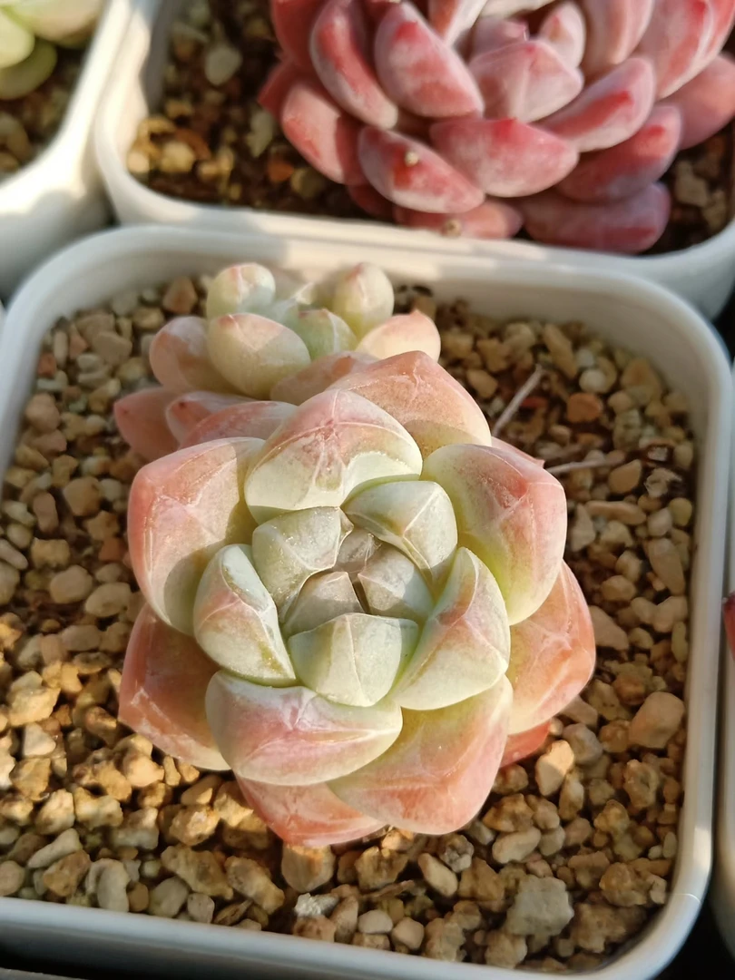 精品冰橙白玫瑰多肉   （直播间展示为准）