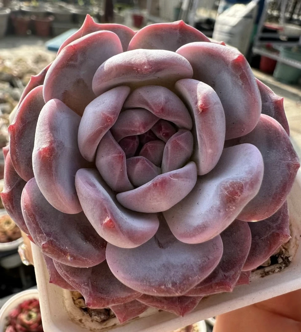 精品多肉 紫皮梦露 直播间展示为准