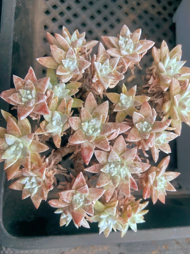 精品白菊多肉   （直播间展示为准）