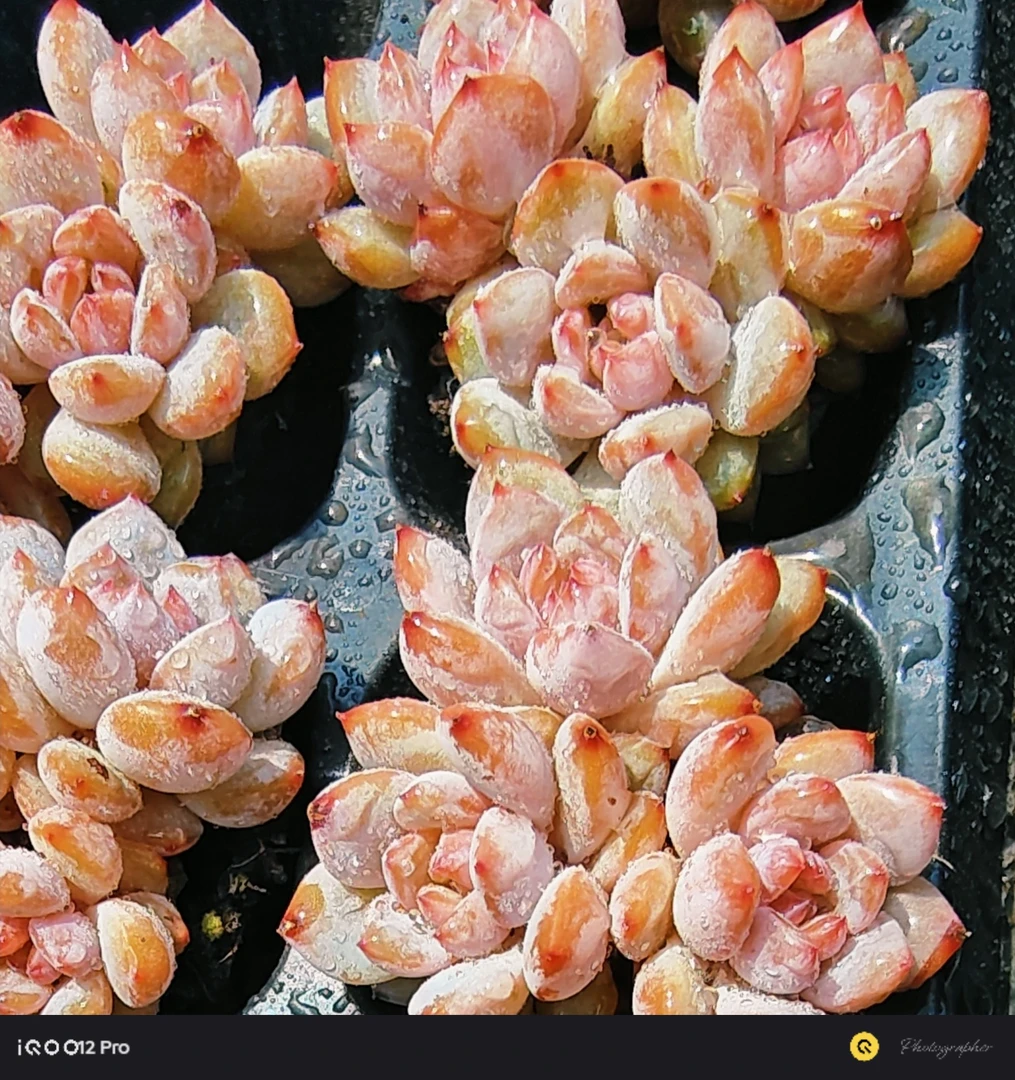精品玉芙蓉多肉 (直播间展示为准)