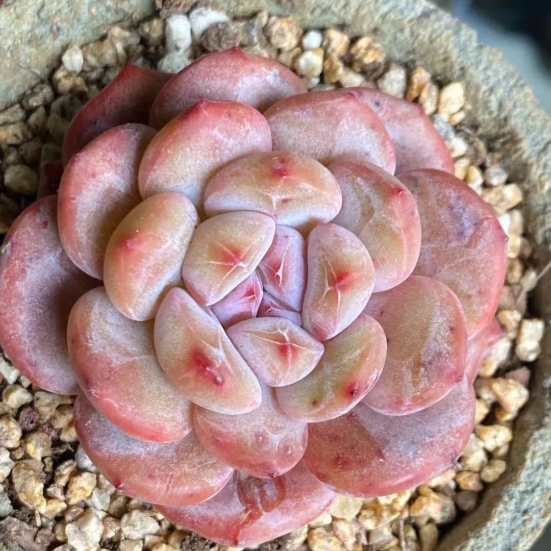 优选梦露精品多肉（直播间展示为准）